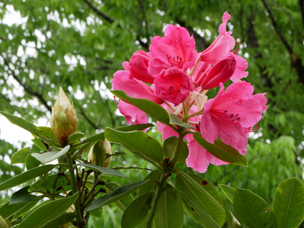 石楠花開花
