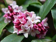 沈丁花