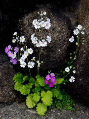 石垣・さくら草