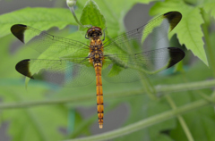 コノシメトンボ ゴーヤ