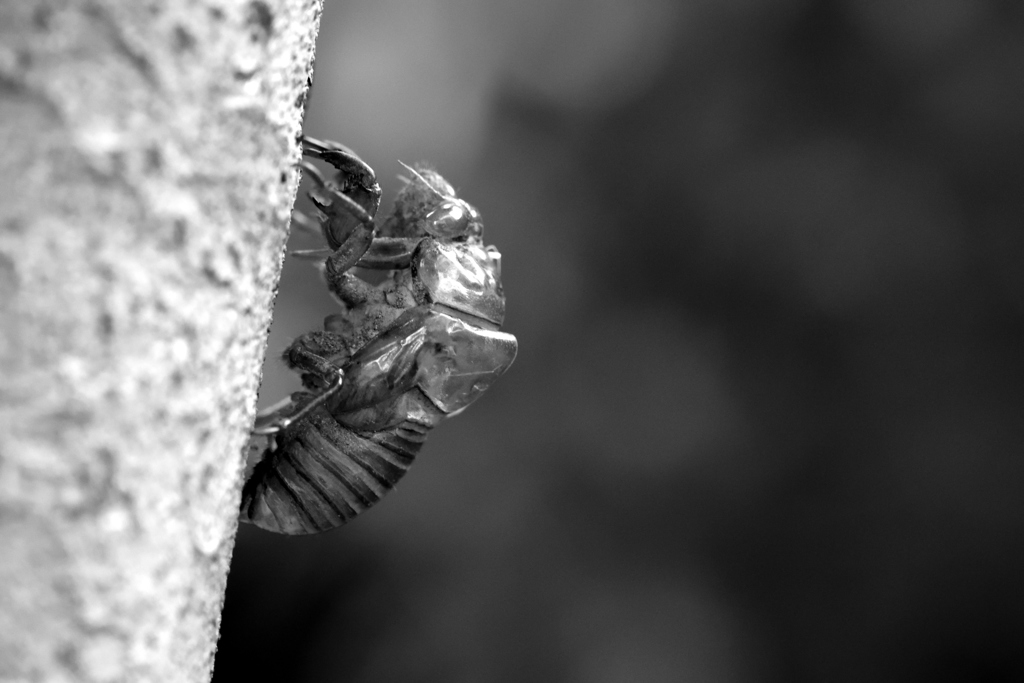 空蝉(うつせみ)