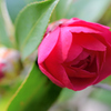 紅山茶花2