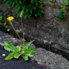 路傍の花