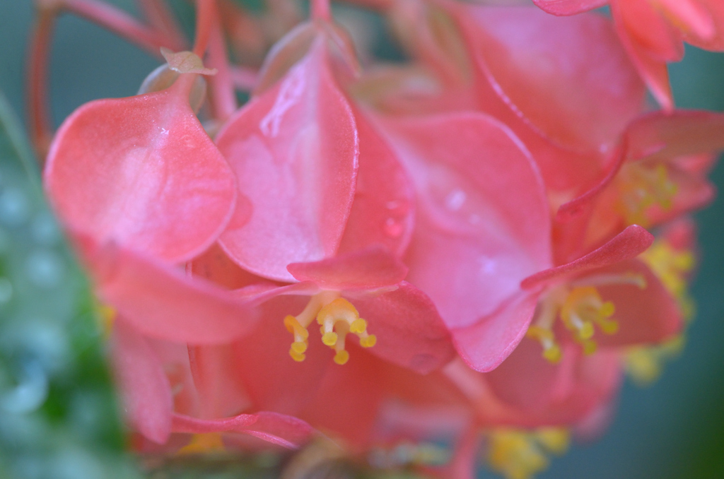 木立性ベゴニア(斑入り) 雌花