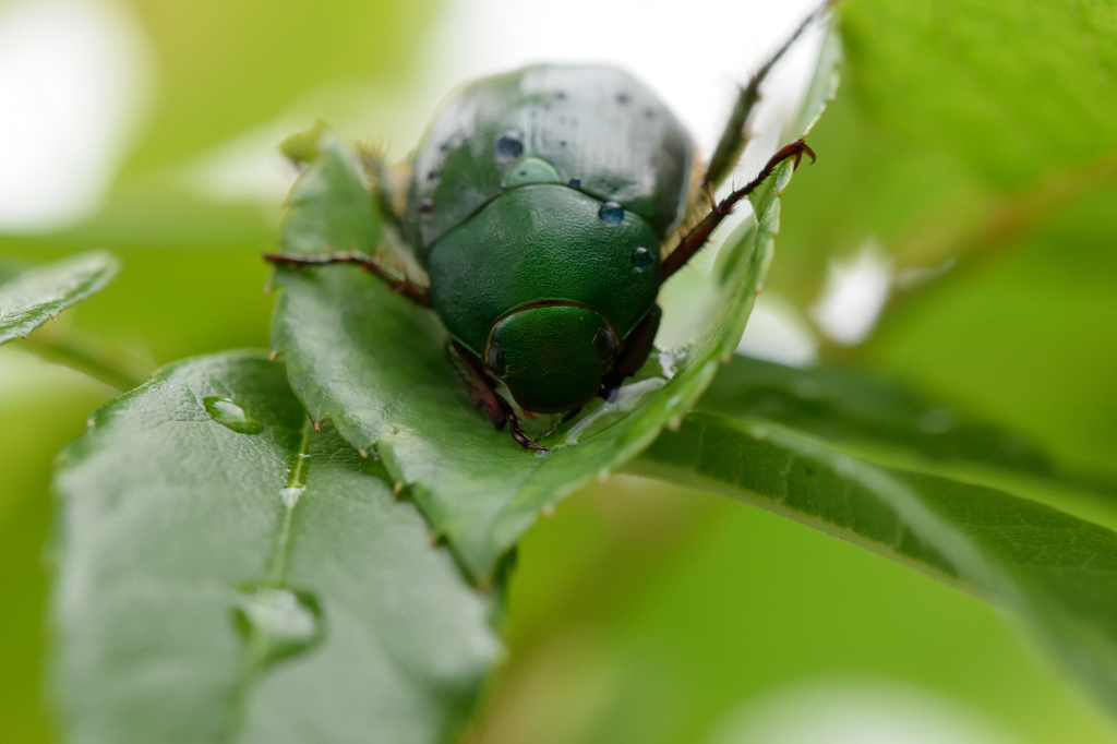 雨宿り(アオドウガネ)