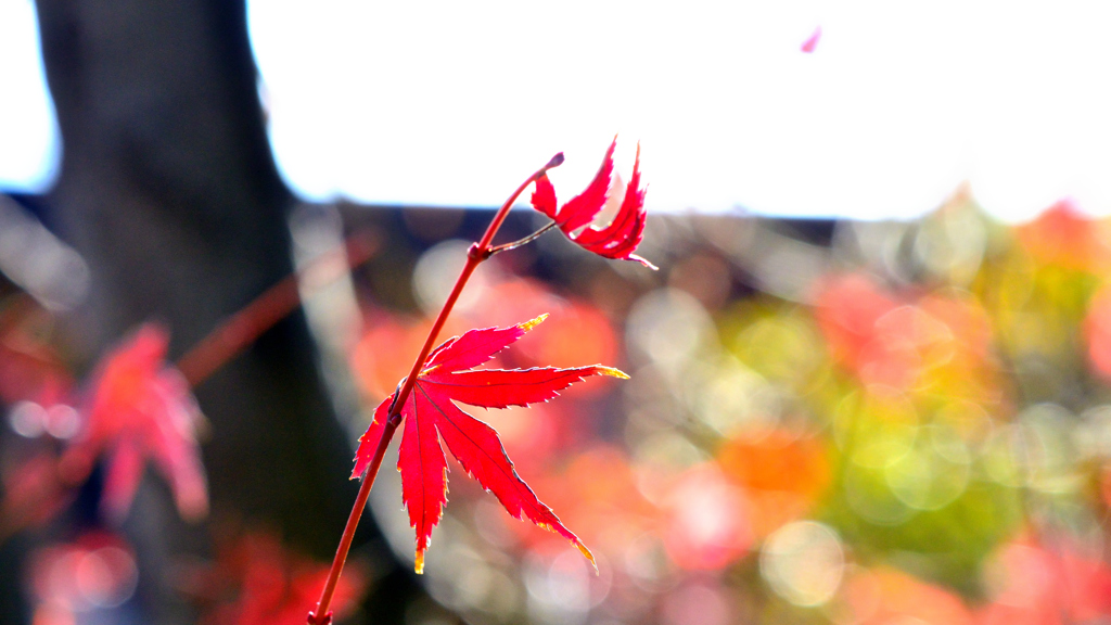 輝く紅