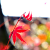 輝く紅