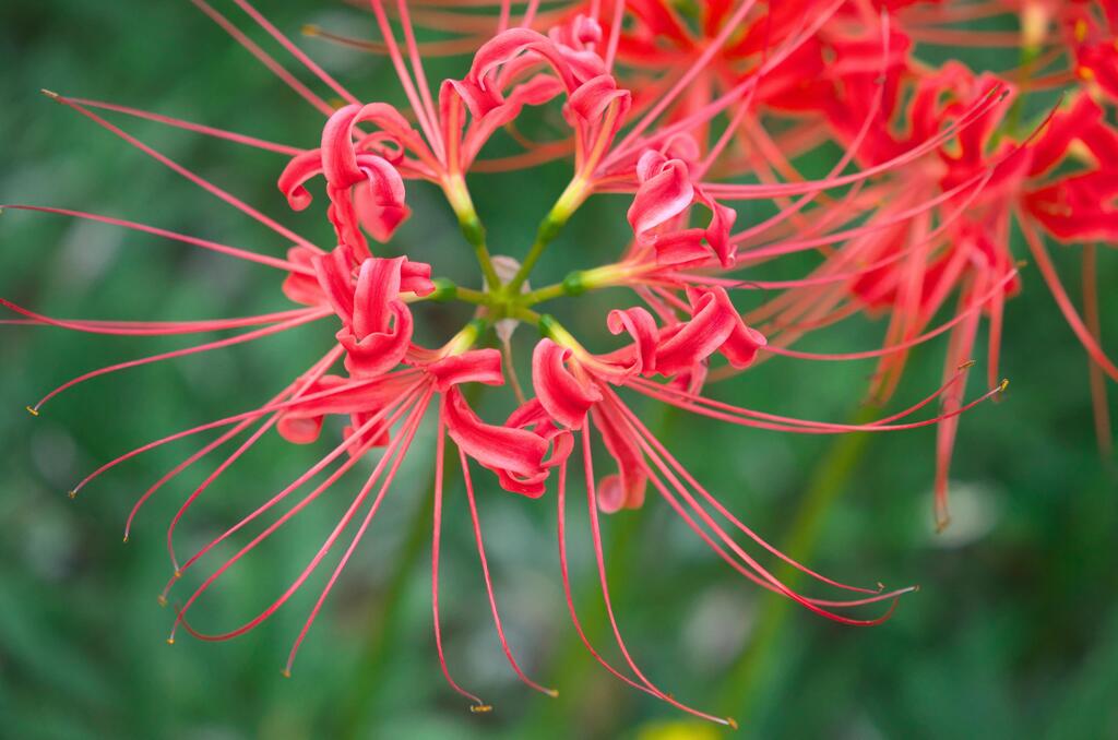 曼珠沙華