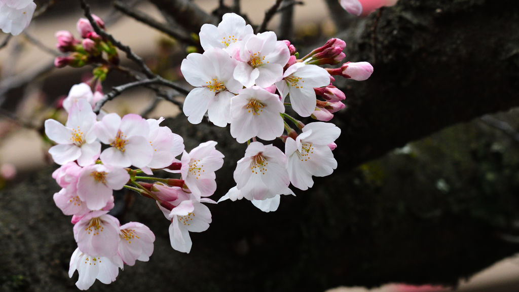 さくら開花