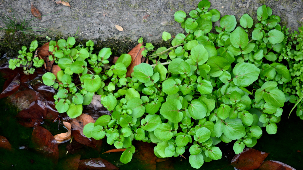 水路の野菜