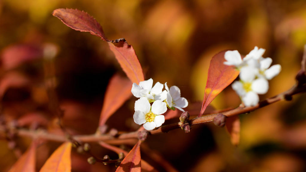 枯木に花が