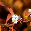 枯木に花が
