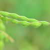 野草の実