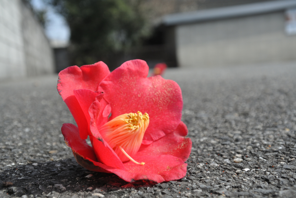 落ち椿2