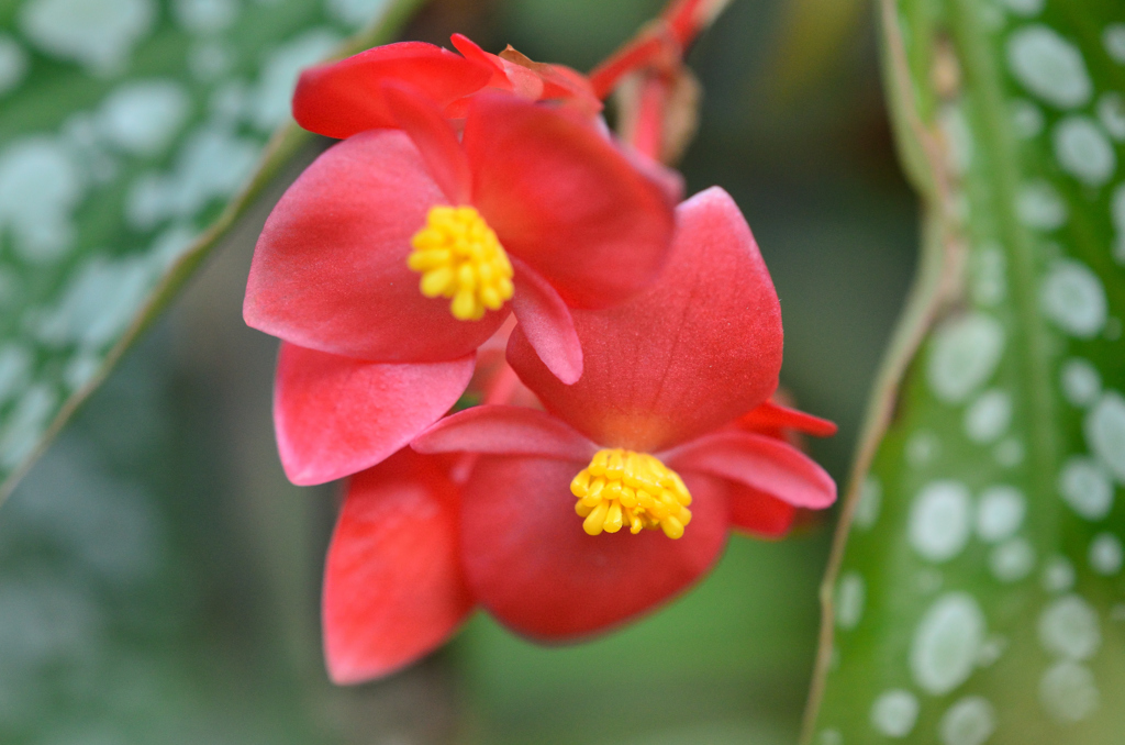 木立性ベゴニア(斑入り) 雄花