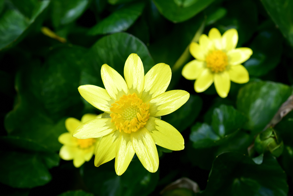 造花かな？