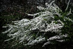 春分の日・春嵐