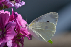 モンシロチョウ
