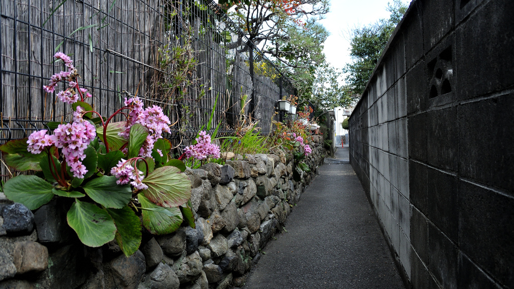 花咲く小道