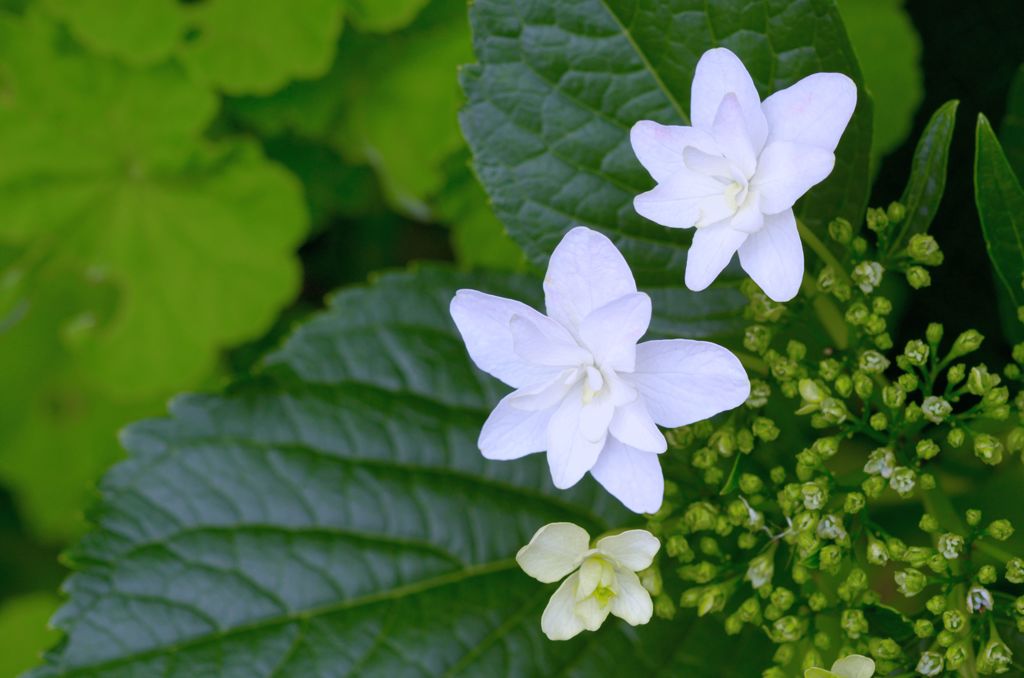 紫陽花・八重・2