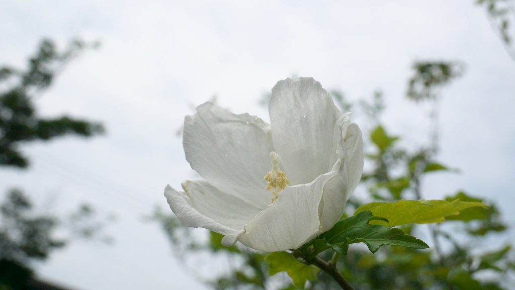 木槿