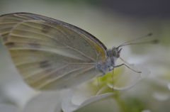 モンシロチョウ