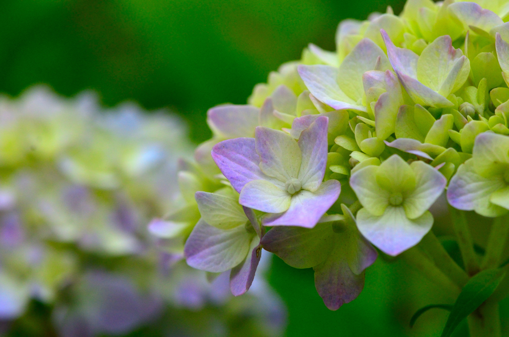 紫陽花の季節始まる