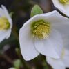 純白の花