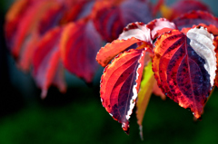 紅葉