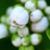 みかんの花・つぼみ2