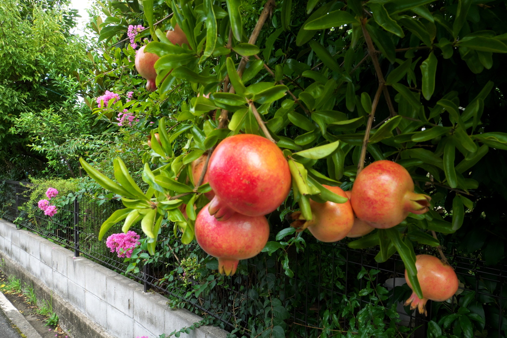 晩夏