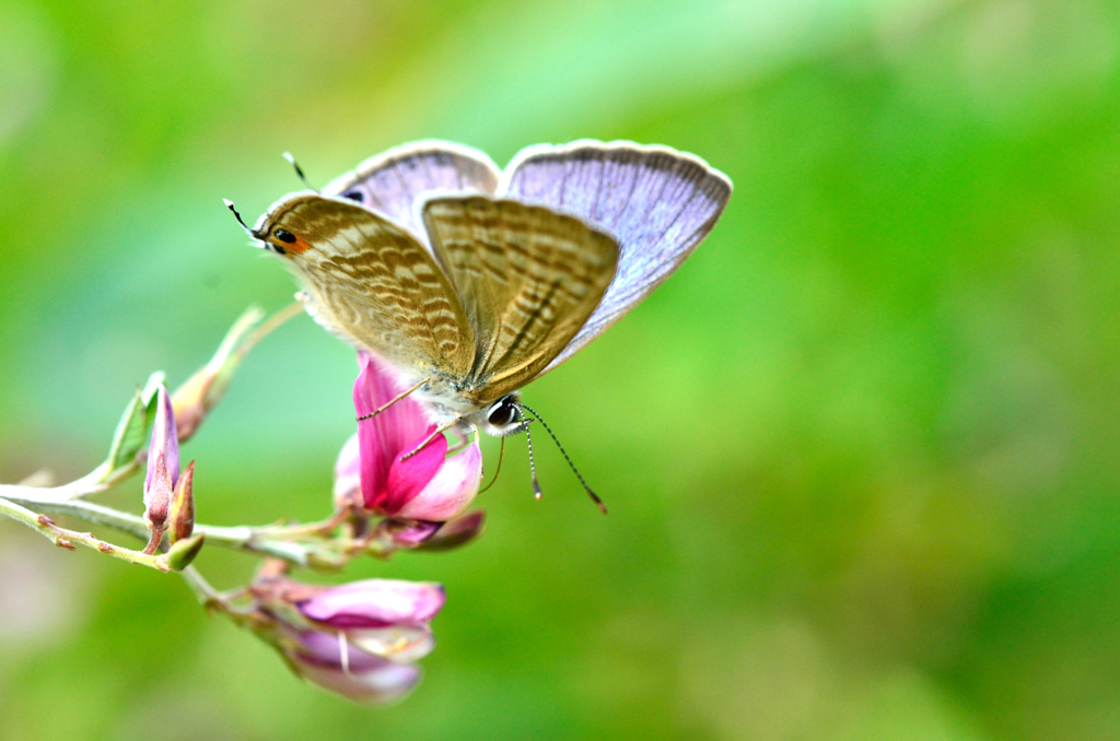 ウラナミシジミ