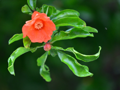 ザクロの花