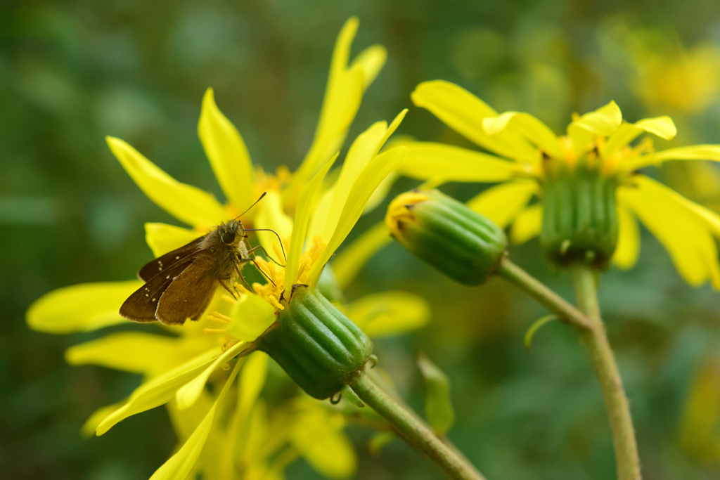 ツワブキの花