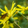 ツワブキの花