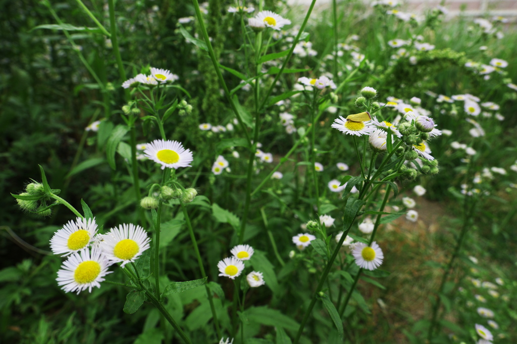 ヒメジオンの花上に