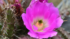 奇麗な花には棘がある