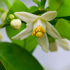 蜜柑の花