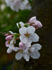 胴ふき桜