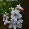 胴ふき桜