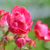 薔薇