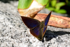 ムラサキシジミ