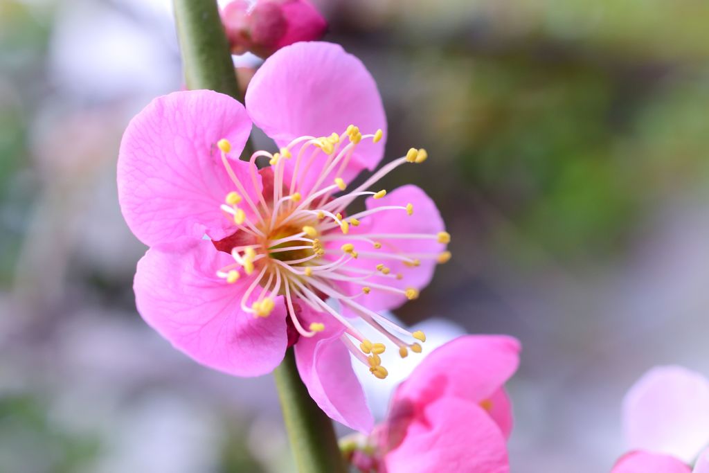 紅梅