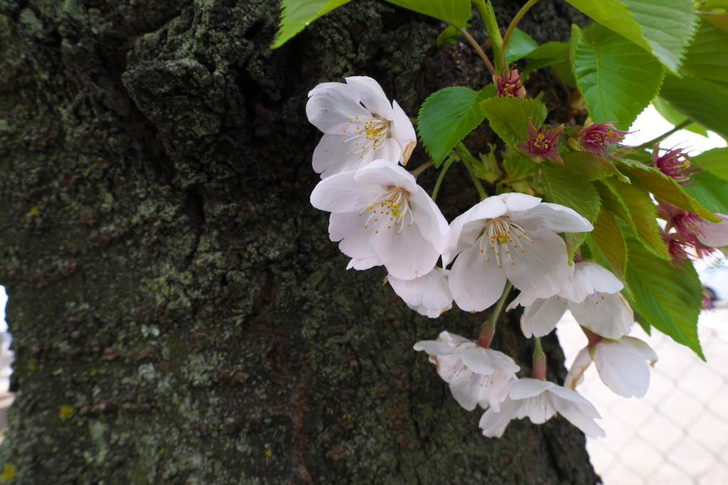 残り桜