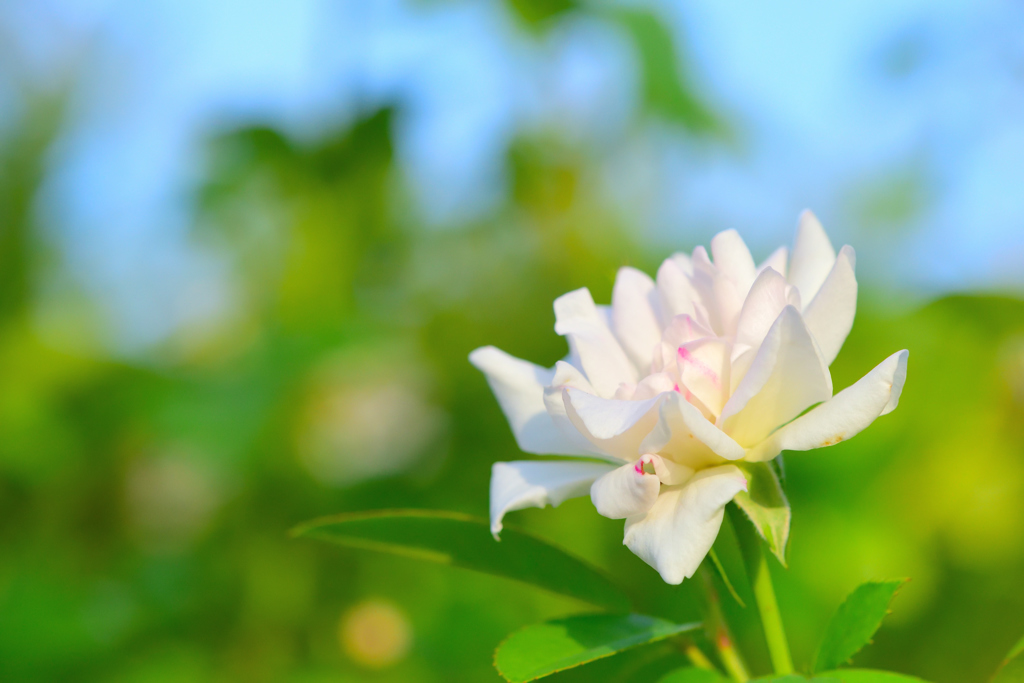 夏薔薇・白