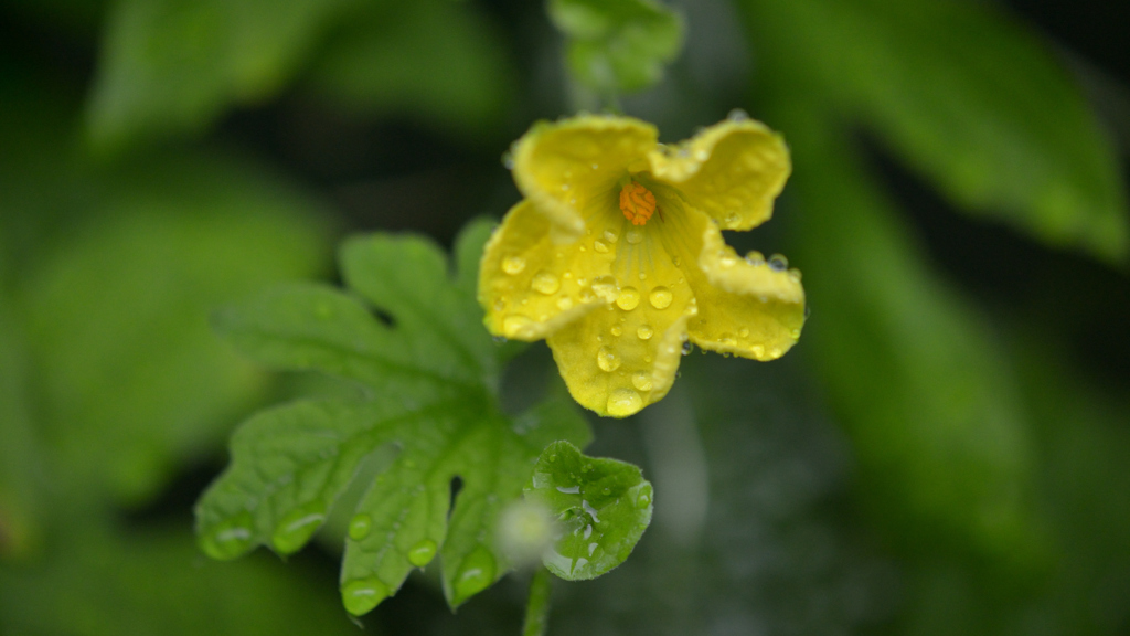 ゴーヤ 雄花