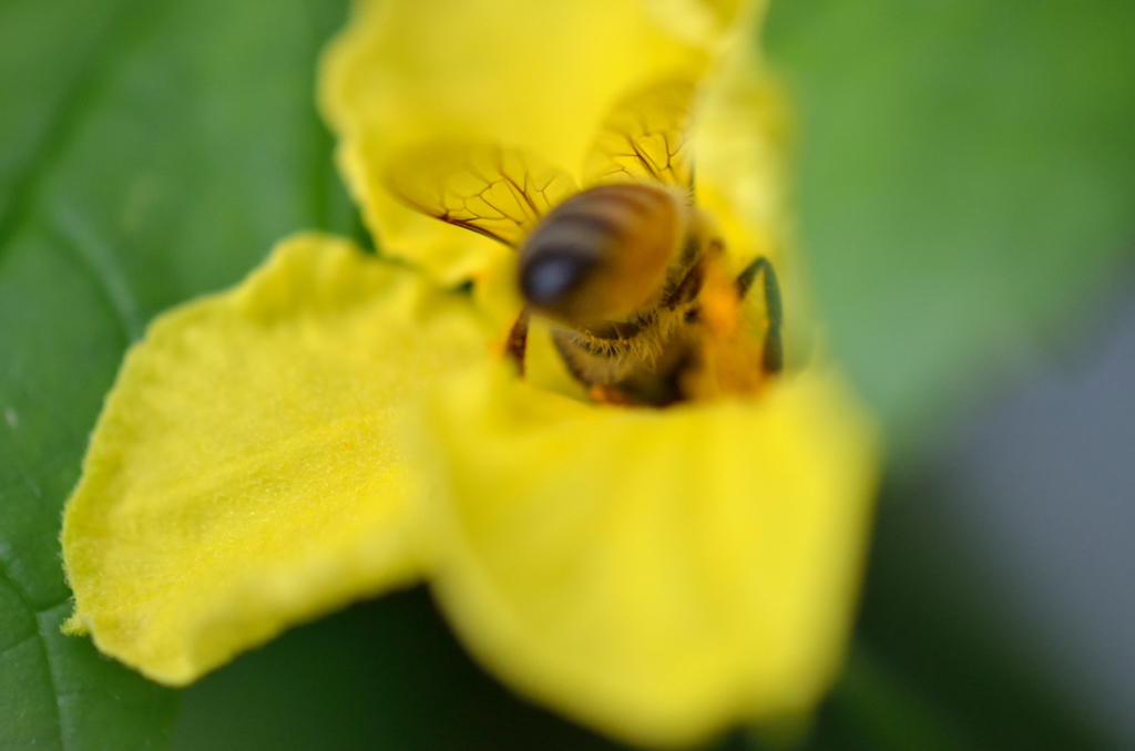 蜜はどこだ