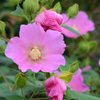 芙蓉