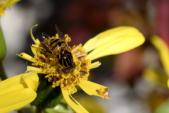 キゴシハナアブ