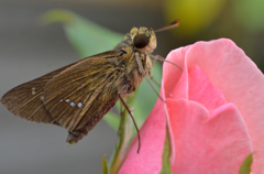 イチモンジセセリ